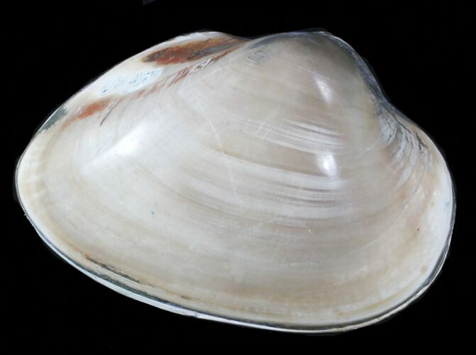 1 1/4 to 1 1/2" Polished, Cretaceous Fossil Clams - Photo 1